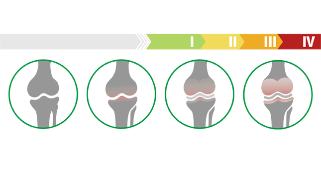 stages of immunity